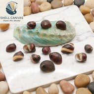 Nerite Special Collections snail shells - Collectible snail shells, decorative snail shells - Beauti