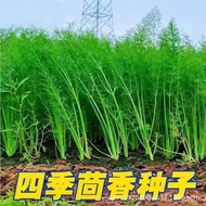 Fennel Seeds Multiple Harvesting Cut Stubborn Leaf Fennel Seeds Four Seasons Sowing Grain Flavor Sea