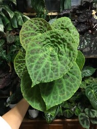 😍福壽秋海棠 Begonia Phuthoensis