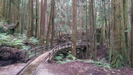 嘉義｜大人囝仔｜最美步道重新開放.特富野古道.柳杉環繞一日｜中部出發