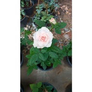 FTH # Bunga Rose kampung # light pink A # tahan panas # dekorasi bunga # pokok hidup