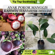 Anak Pokok Manggis Kahwin Siam Untuk Ditanam Pokok Hidup Mangosteen Real Live Plant 山竹树