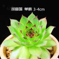 Plants that are truly alive 活着的植物Yixuan Succulent Plant Boutique Succulent Suit24Succulent Pot Combi