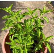 Holy Basil, Tulsi (0.3m), Free 7L Potting Soil, Free 250g Chicken Fertilizer