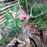 Tanaman bonsai ADENIUM dewasa