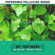 Peperomia Pellucida Seeds (50 / 200 / 500) - Live Plants Crab Claw Herb Pepper Elder Shining Bush Radiator Man-to-Man