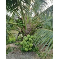bibit kelapa hibrida // kelapa hibrida hijau super