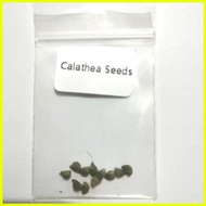 ♞,♘,♙【COD】10pcs Rare Calathea Seeds Air Freshening Plants Seeds #SW9