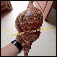 Cangkang Keong Jumbo Atau Kerang Triton Best Seller