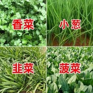 好姐姐丶四季蔬菜種子 種籽小香蔥香菜韭菜菠菜陽臺盆栽四季可播種籽包發芽當季tqxy