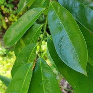 Dutch Durian Leaves Village (Corrowsop Leaves) Fresh Soursop Leaves Dutch durian tea