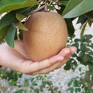 Pokok ciku Mega Hybrid