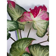 [ DT ] Keladi Caladium Hiasan Thai Hybrid Shycool