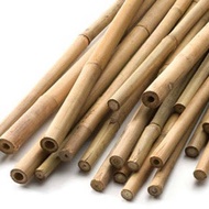 Bamboo Plant Stakes Whole Bamboo Plant Stakes Bamboo Plant Stakes 80 Cm