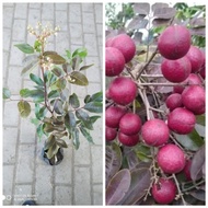 BERBUNGA...Bibit Kelengkeng Merah / Kelengkeng Merah Kondisi Berbunga