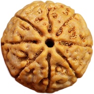 Seven 7 Buddhist Beads Bracelet King Kong 8 Eight Bodhi Petal Bracelet Raw Seed Bodhi Rosary Natural