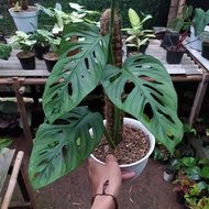 tanaman hias monstera acumminata janda bolong - pohon janda bolong