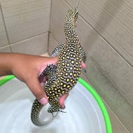 Varanus Doreanus Pastel Phase gacoan kontes