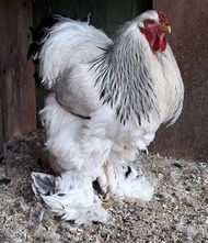 Ayam Brahma Super Import -Ayam brahma Ori - PROMO Ayam Hias Brahma