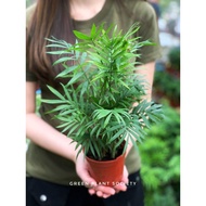 Anak Pokok Chamaedorea elegans Live Plant (Bamboo palm) 袖珍椰子