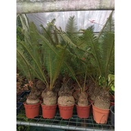 Pokok Cycas Siamensis landskap