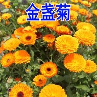 現貨  特價 小欣種業金盞菊種子金盞花種子四季易種花種子長生菊花海易種盆栽耐寒耐陰