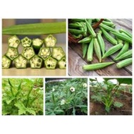 1 ounce Green Okra Seeds