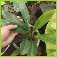 ✲ ☎ GREEN ORLANDO PHILODENDRON PLANT STABLE!!!!