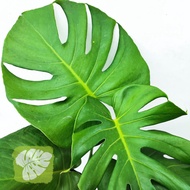 Monstera Deliciosa (Polysbag) IOB