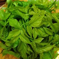 TIADA COD Anak Pokok Beko/Beka/Bonglai