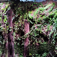 Facade  soil terrarium clay