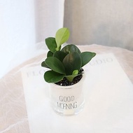 PD164圓葉椒草吸水盆栽 / 室內植物 懶人植物