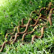 Background Wall Landscaping Flower Decoration Plant Tree Vines Dead Vines Mori Style Ornaments Windo