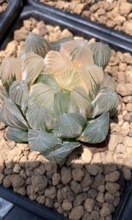 白赤玉露錦(多肉植物，塊根植物，球根植物，龍舌蘭，大型多肉植物，仙人掌，仙人球，仙人頭，石化，綴，菊水，海鮮，草球，牡丹，玉露，室內外，戶外，夠光)