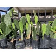 Cactus Opuntia 🌵  Buy 1 Free 1 / Cactus Mickey / Bunny Ears / Real Cactus