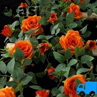 PRASI Hanging Flowers Rattan, 8 Colors Plastic Silk Artificial Rose Vine,  1.7m 21 Heads Fake Plants