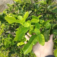 DAUN LIMAU PURUT FRESH / Kaffir Lime Fresh (Segar Dari Ladang)