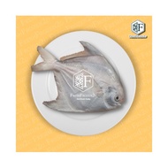 Frozen Bawal Tambak (450gm +-)/ 沙巴斗昌 / Ikan Bawal Tambak