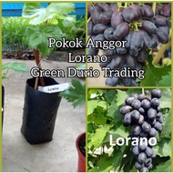 ANAK POKOK ANGGUR LORANO GRAPES