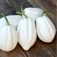 เมล็ดพันธุ์ ฟักทองขาว แมสซ์โปเตโต้ (Mashed Potato Squash F1 Seed) บรรจุ 10 เมล็ด คุณภาพดี ราคาถูก ขอ