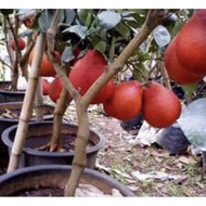 Pokok limau Bali merah Vietnam hybrid thai pokok rendah( limau bali merah jarang dijumpai)