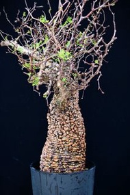 (422) 超強疣列加氏漆樹　The elephannnt tree/ Operculicarya decaryi / 塊根植物 Caudex / 另售象牙宮、龜甲龍、念珠橄欖、橄欖樹、象足漆樹