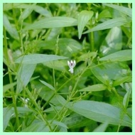 ⛅ ⚍ Serpentina Seeds 50 Pieces