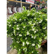 Murraya paniculata / mock lime/ orange jasmine (outdoor ,fragrant, aromatherapy, flowering, ornament