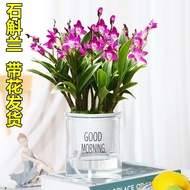 ▼✖Minyak wangi Australia Dendrobium orkid tumbuhan pasu dengan tunas tumbuhan hidroponik Anak benih Shihulan pokok bunga