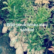 Bibit jeruk limau