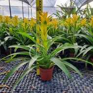 [CNY 2026] TKL - Guzmania ElcopeRed/Yellow/Purple/Conifera/Concubine/Classic/Kallisto 鸿运当头/卡丽/火炬/三星报