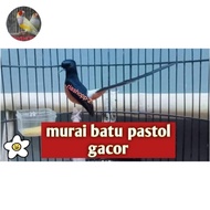 burung murai batu pastol gacor medan non gembung ekor panjang