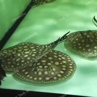 IKAN PARI AIR TAWAR BLACK DIAMOND HYBRID