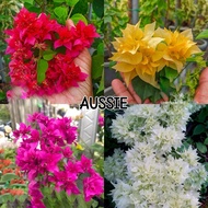 Bunga Kertas ID Aussie (White, Red, Gold, Purple)